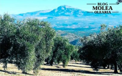 Tipos de olivar en el aceite de oliva y procesos de elaboración.
