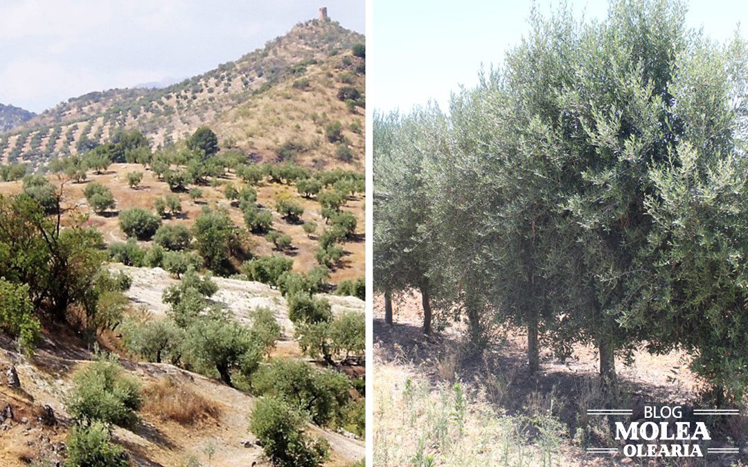 Diferencias entre olivar tradicional y olivar en seto (u olivar superintensivo)