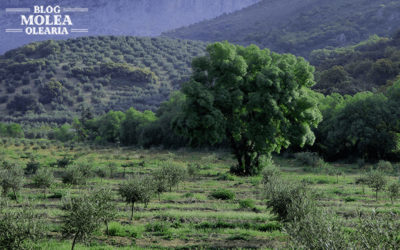 Molea Olearia junto al Día Mundial del Medio Ambiente